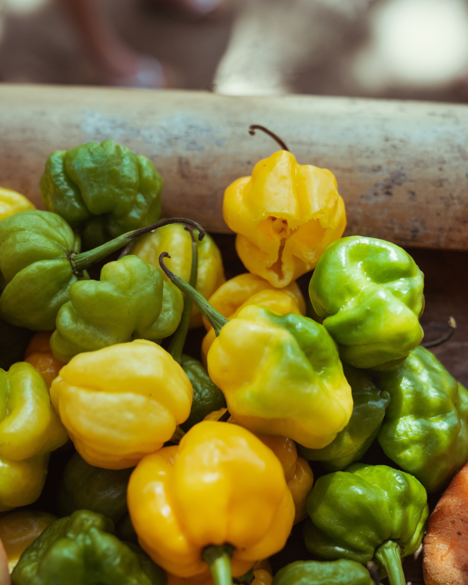 Fresh scotch bonnet peppers in Jamaica