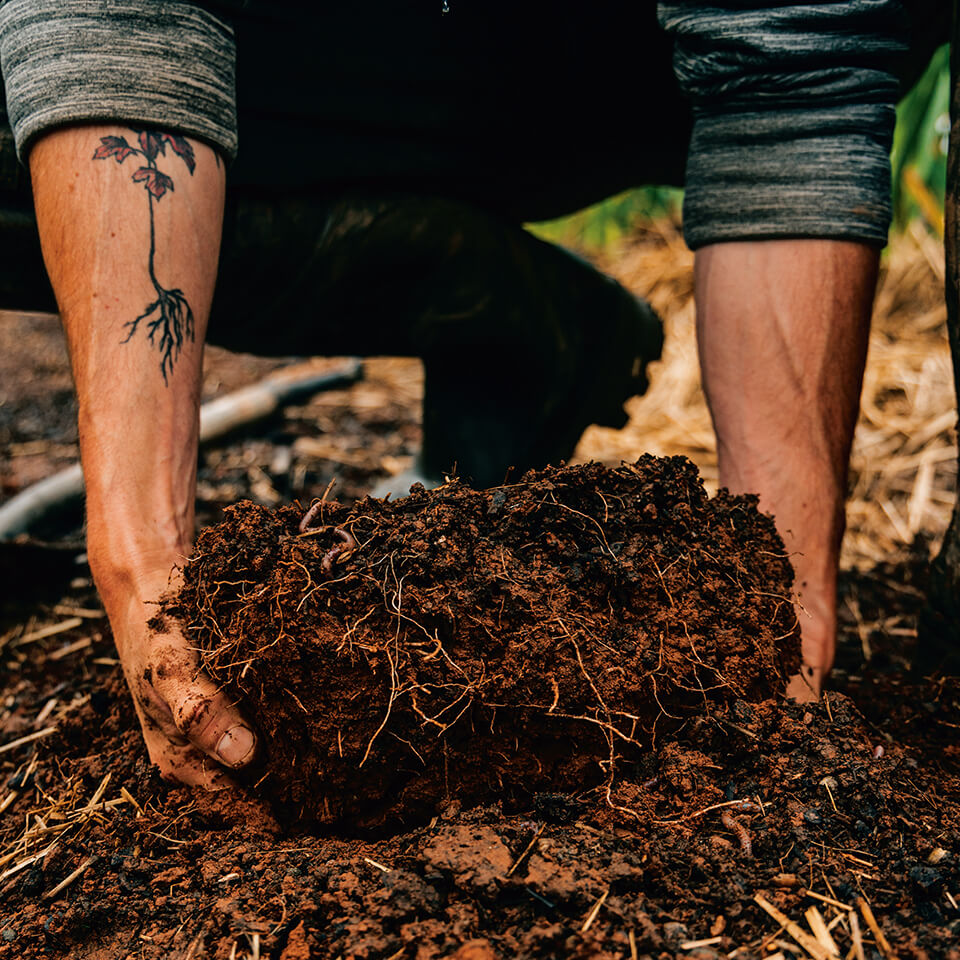 A man digging in the dirt with his hands, with a plant tattoo visible on one forearm