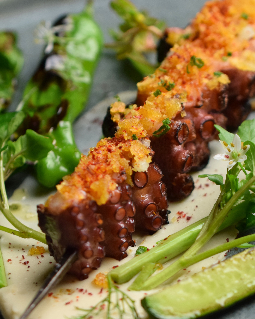 Octopus Arbequina